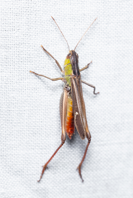 Stenobothrus lineatus - jajgató rétisáska