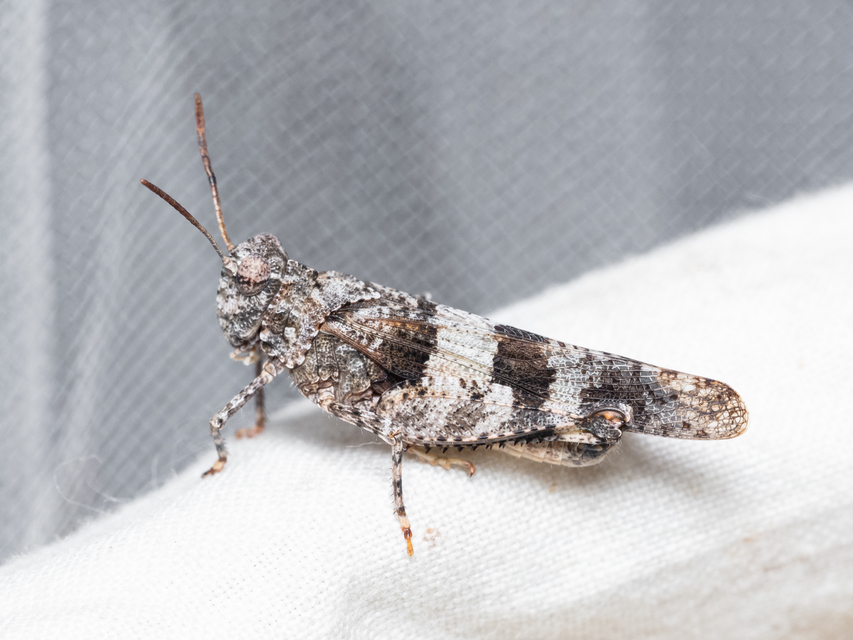 Oedipoda caerulescens - kékszárnyú sáska