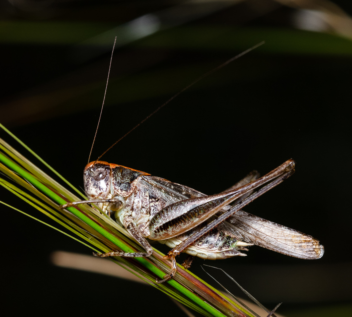Platycleis grisea - szürke rétiszöcske