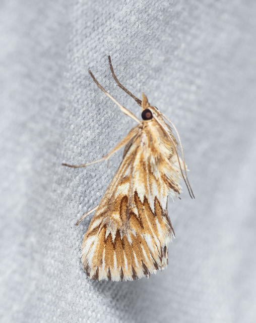 Cynaeda dentalis - gyakori ciframoly