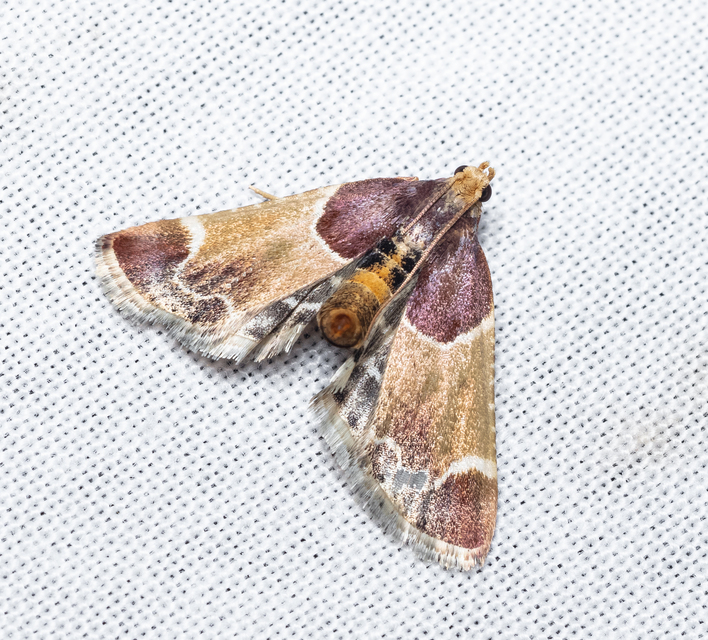 Pyralis farinalis - lisztilonca