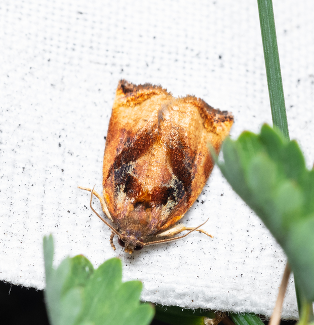 Archips podana - dudvarágó sodrómoly