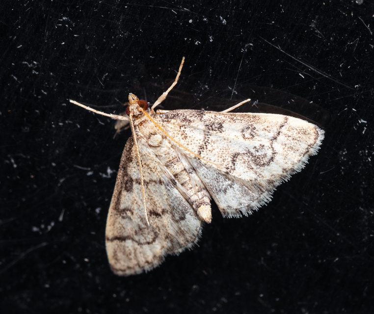 Metasia ophialis - kígyósávos tűzmoly