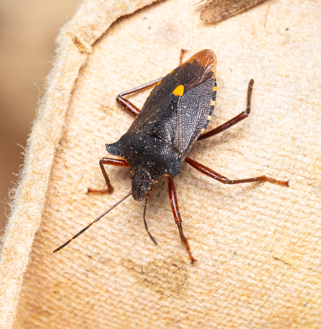 Pentatoma rufipes - vöröslábú címerespoloska Pentatoma rufipes - vöröslábú címerespoloska