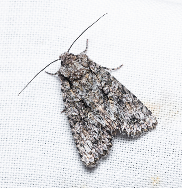 Dryobotodes monochroma - szürke tölgybagoly