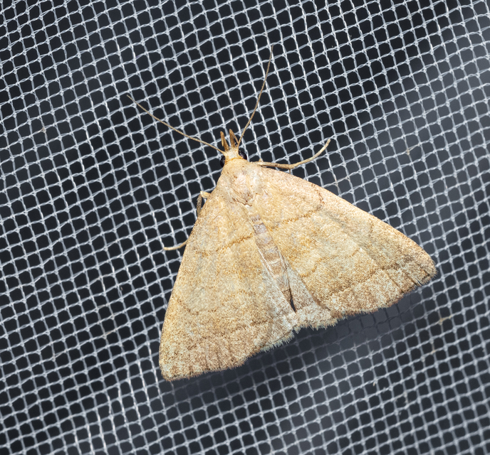 Herminia tarsicrinalis - szőröslábú karcsúbagoly