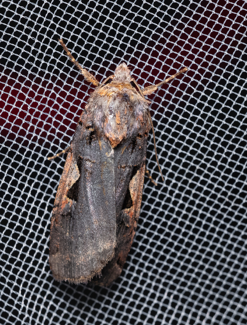Xestia c-nigrum - c-betűs fűbagoly