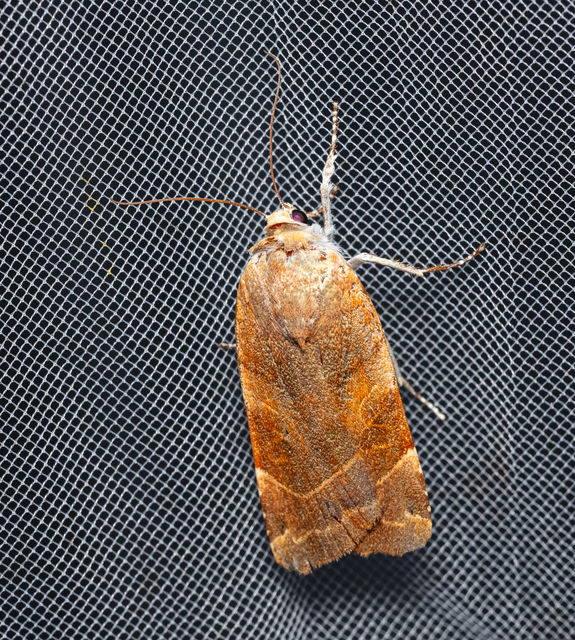 Noctua fimbriata - szélessávú sárgafűbagoly