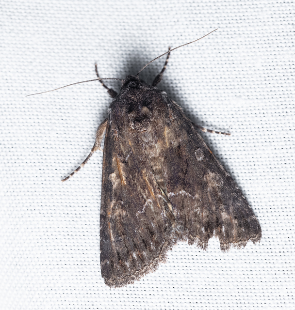 Thalpophila matura - fakó erdeibagoly