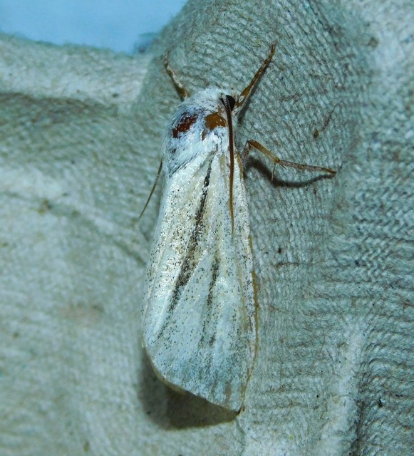 Simyra albovenosa - mocsári lándzsásbagoly