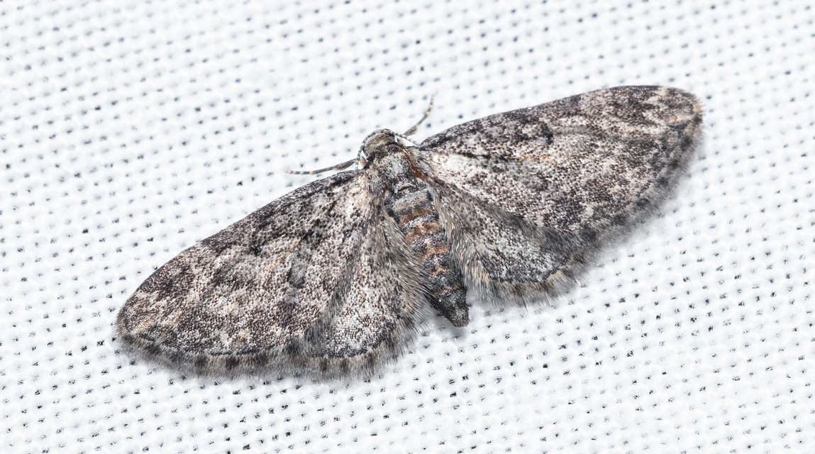 Eupithecia inturbata - juhar-törpearaszoló