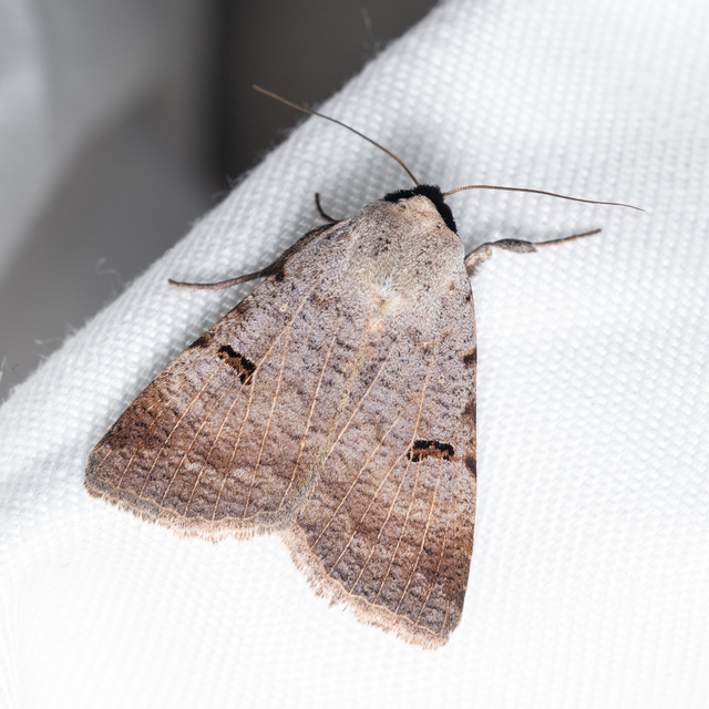 Lygephila craccae - gyakori csüdfűbagoly