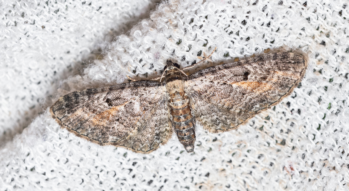 Eupithecia icterata - rozsdafoltos törpearaszoló