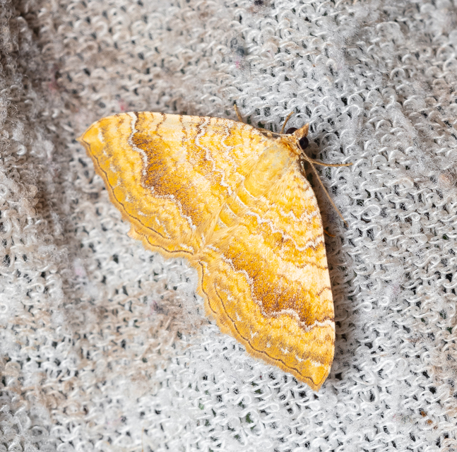 Camptogramma bilineata - kétvonalas sávosaraszoló