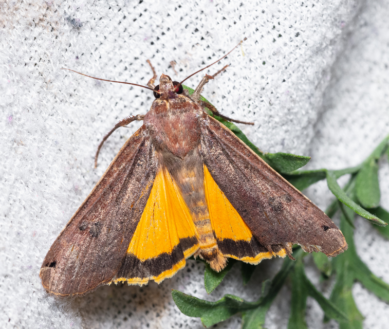 Noctua pronuba - nagy sárgafűbagoly
