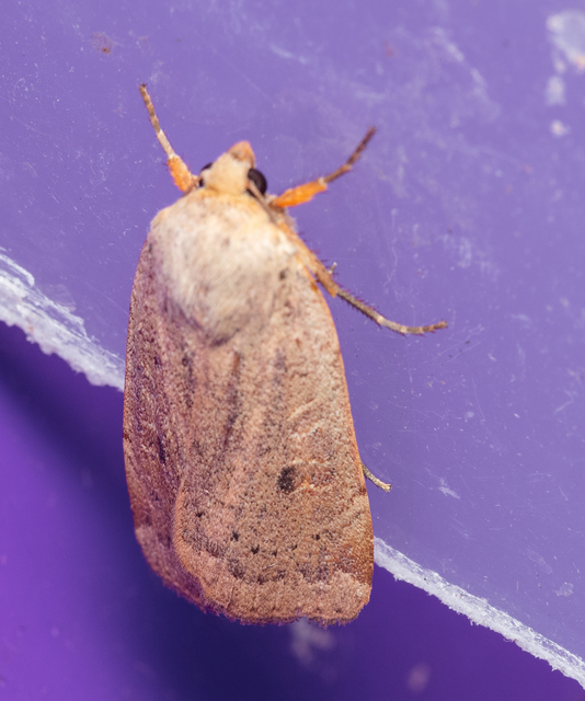Noctua comes - kis sárgafűbagoly