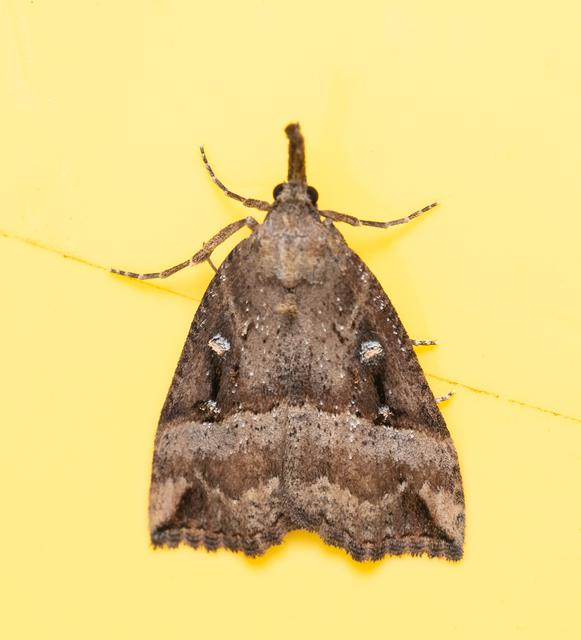 Hypena rostralis - közönséges karcsúbagoly