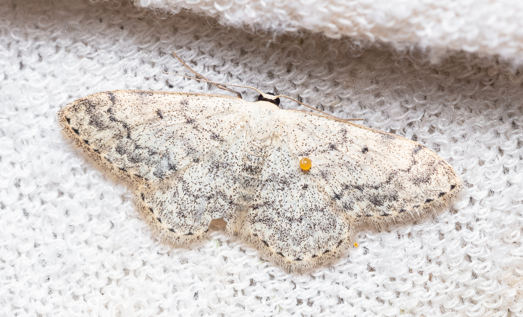 Scopula marginepunctata - pettyes sávosaraszoló