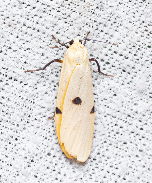 Lithosia quadra - négypettyes zuzmószövő