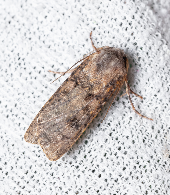 Agrotis segetum - vetési földibagoly