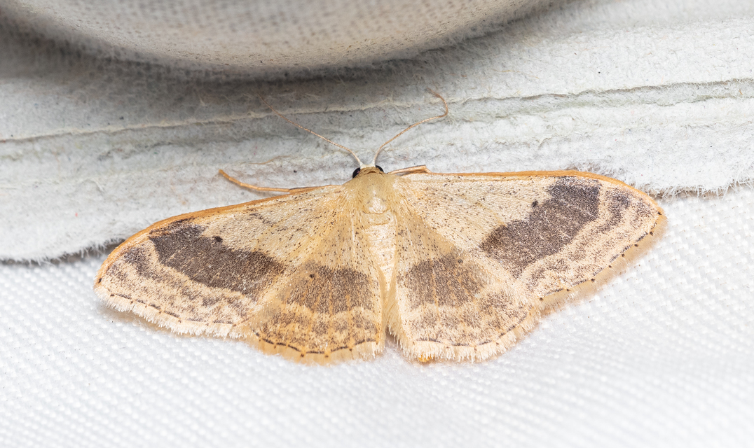 Idaea aversata - nagy sávosaraszoló