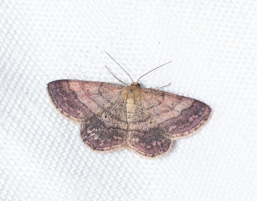 Scopula rubiginata - réti pirosaraszoló