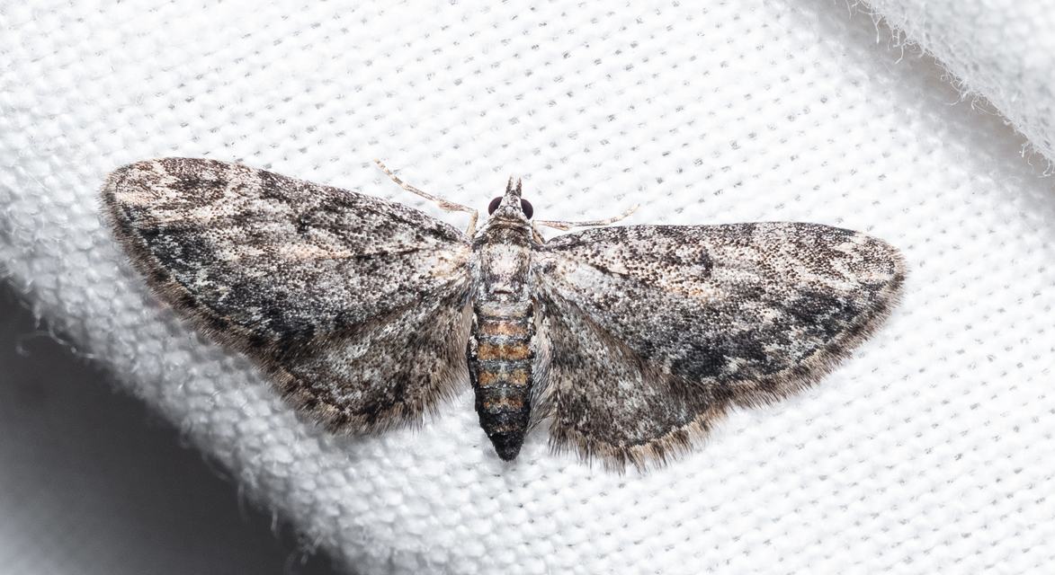 Eupithecia inturbata - juhar-törpearaszoló