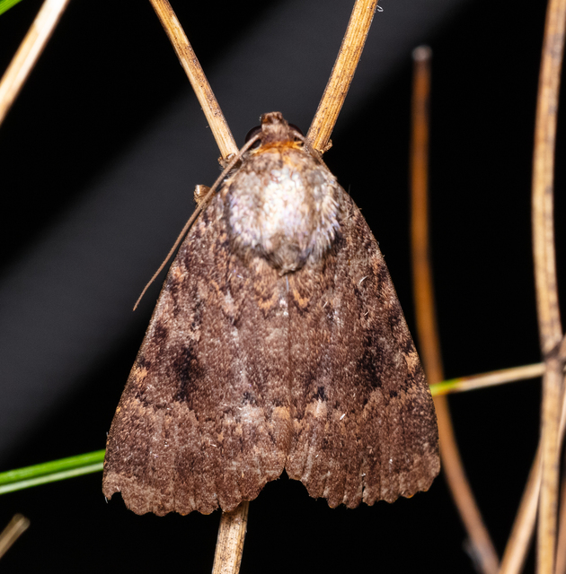 Amphipyra berbera/pyramidea