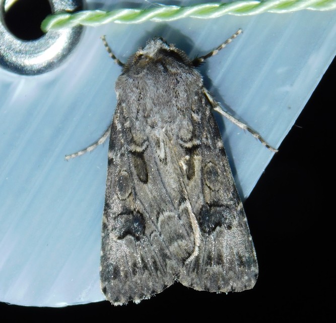 Agrotis bigramma - kétjegyű földibagoly