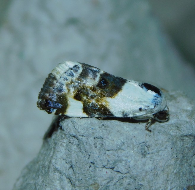 Acontia lucida - fehér nappalibagoly