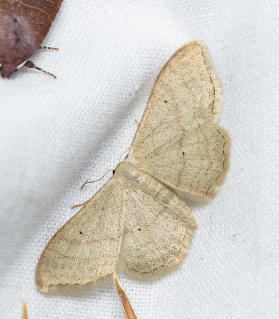 Idaea deversaria - egyszínű sávosaraszoló