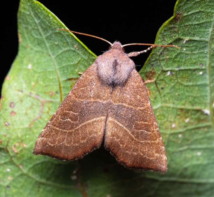 Atethmia ambusta - körtebagoly