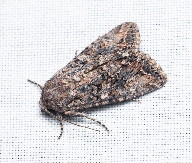 Hadula trifolii - lóherebagoly