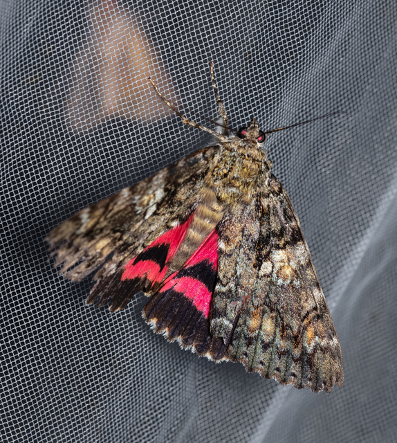 Catocala sponsa/dilecta