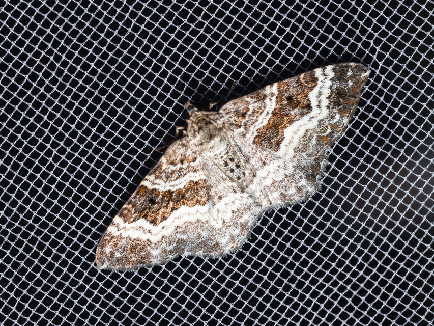 Epirrhoe alternata - galaj-tarkaaraszoló