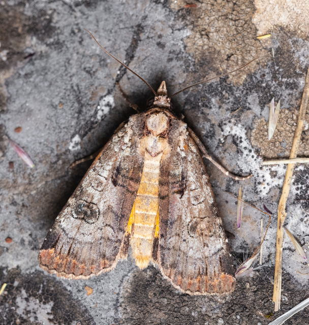 Epilecta linogrisea - karcsú sárgafűbagoly