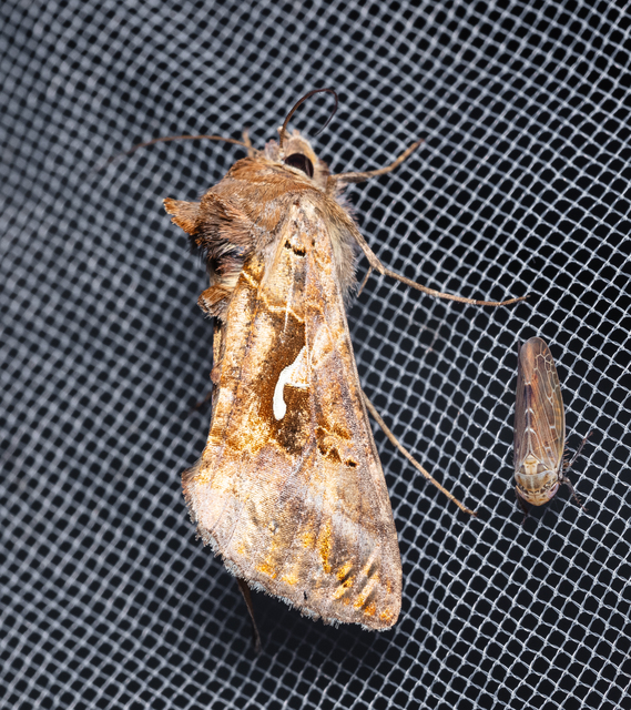 Autographa gamma - gammalepke