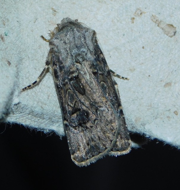 Agrotis bigramma - kétjegyű földibagoly