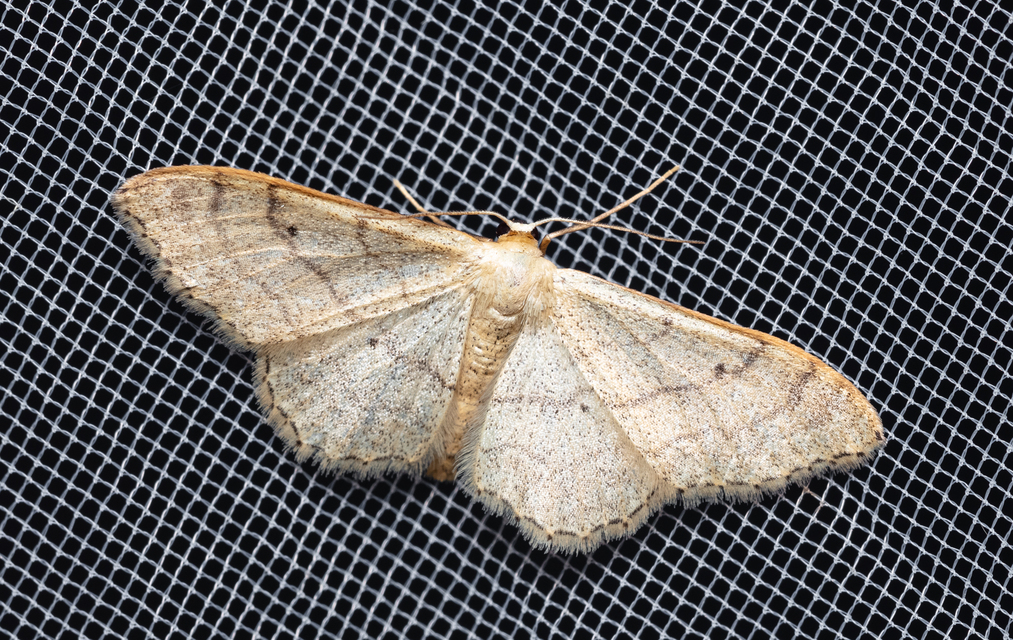 Idaea aversata - nagy sávosaraszoló