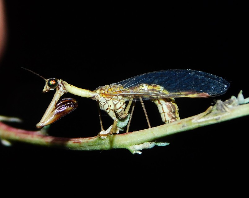 Mantispa styriaca - kétszínű fogólábú-fátyolka
