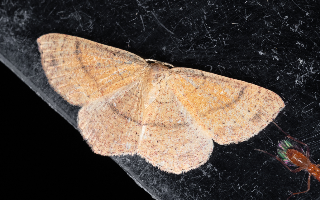 Cyclophora ruficiliaria - vörösrojtú pettyesaraszoló