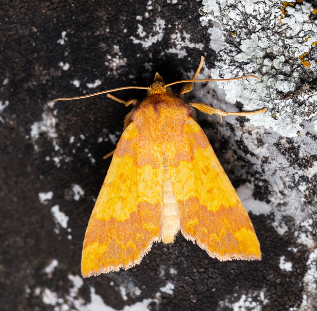 Tiliacea aurago - aranyló sárgabagoly