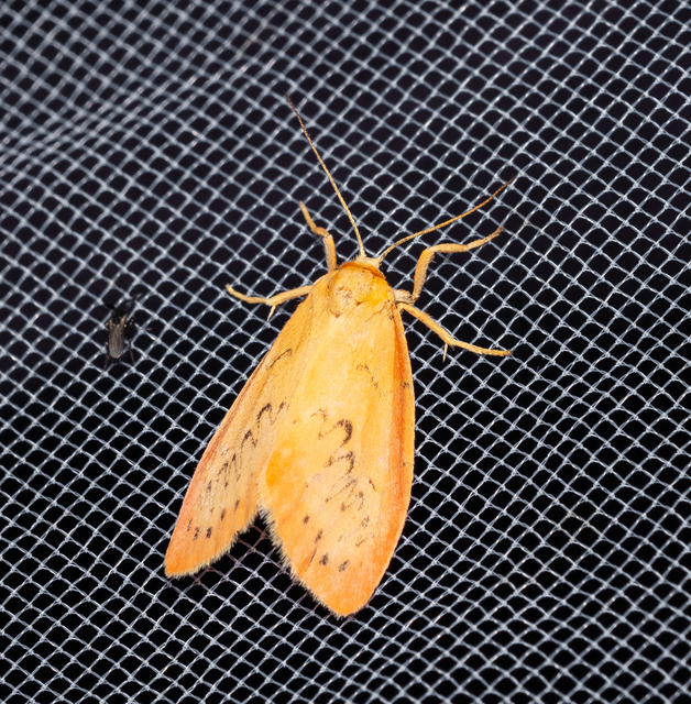 Miltochrista miniata - piros medvelepke