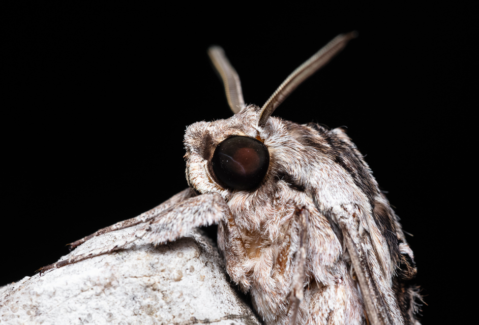 Agrius convolvuli - szulákszender
