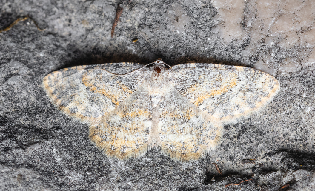 Charissa variegata - tarka sziklaaraszoló
