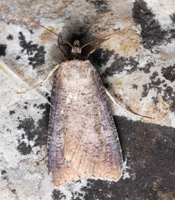 Lygephila procax - fekete csüdfűbagoly