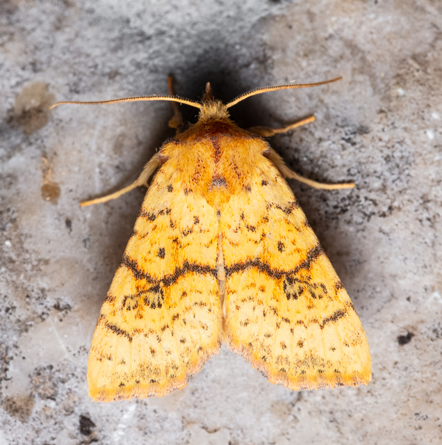 Tiliacea sulphurago - kénes sárgabagoly