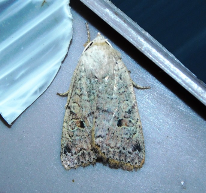 Propenistra laevis - könnyű őszibagoly