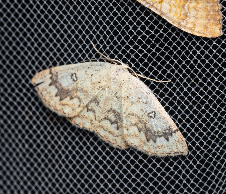 Cyclophora annularia - gyűrűs pettyesaraszoló