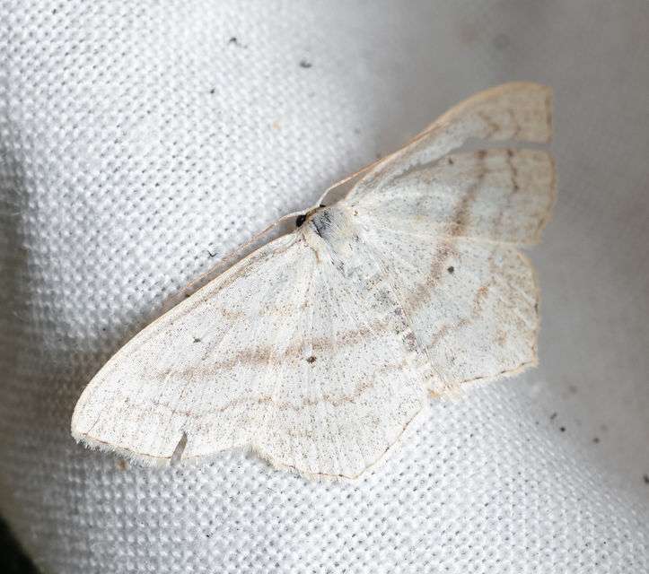 Scopula nigropunctata - feketepettyes araszoló